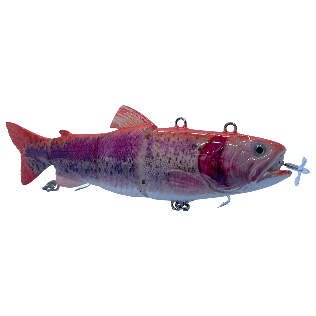 Albino Rainbow Trout